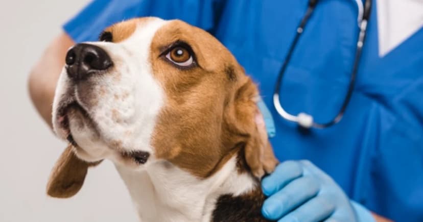 PetGenus