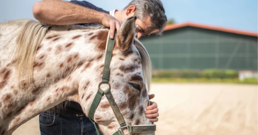 Impromed Equine