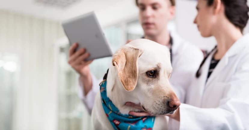 Vetcalculators