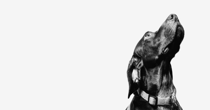 Balto Veterinary Consults